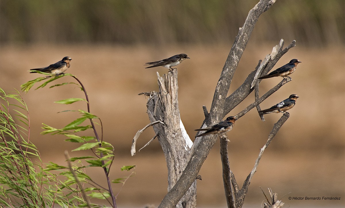 ツバメ - ML627108778