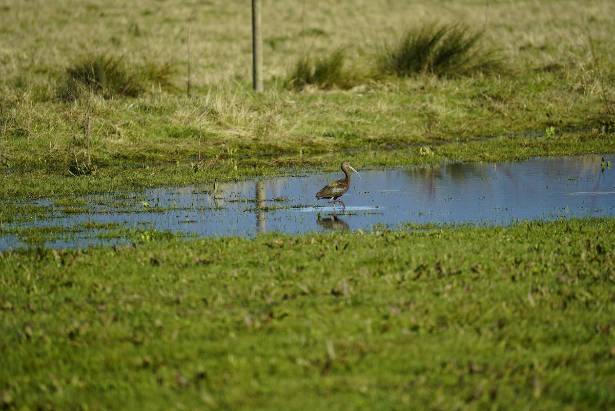 Ibis à face blanche - ML627108799