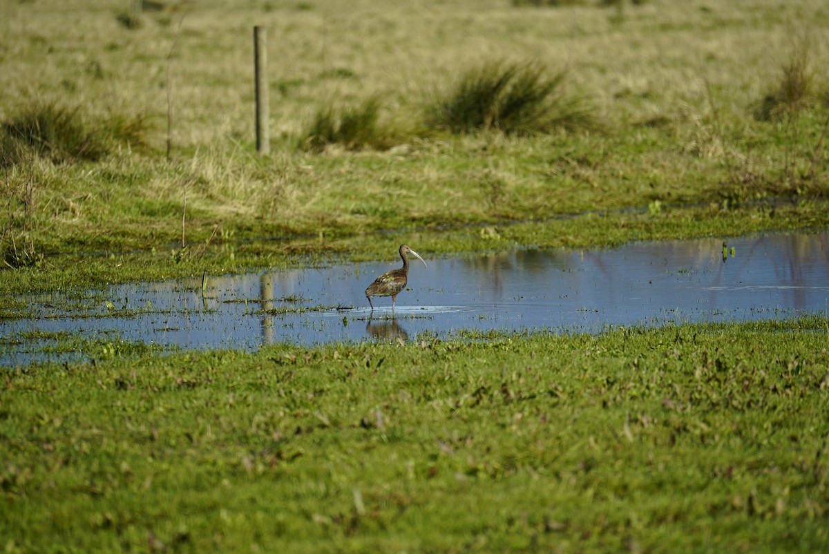 Ibis à face blanche - ML627108800