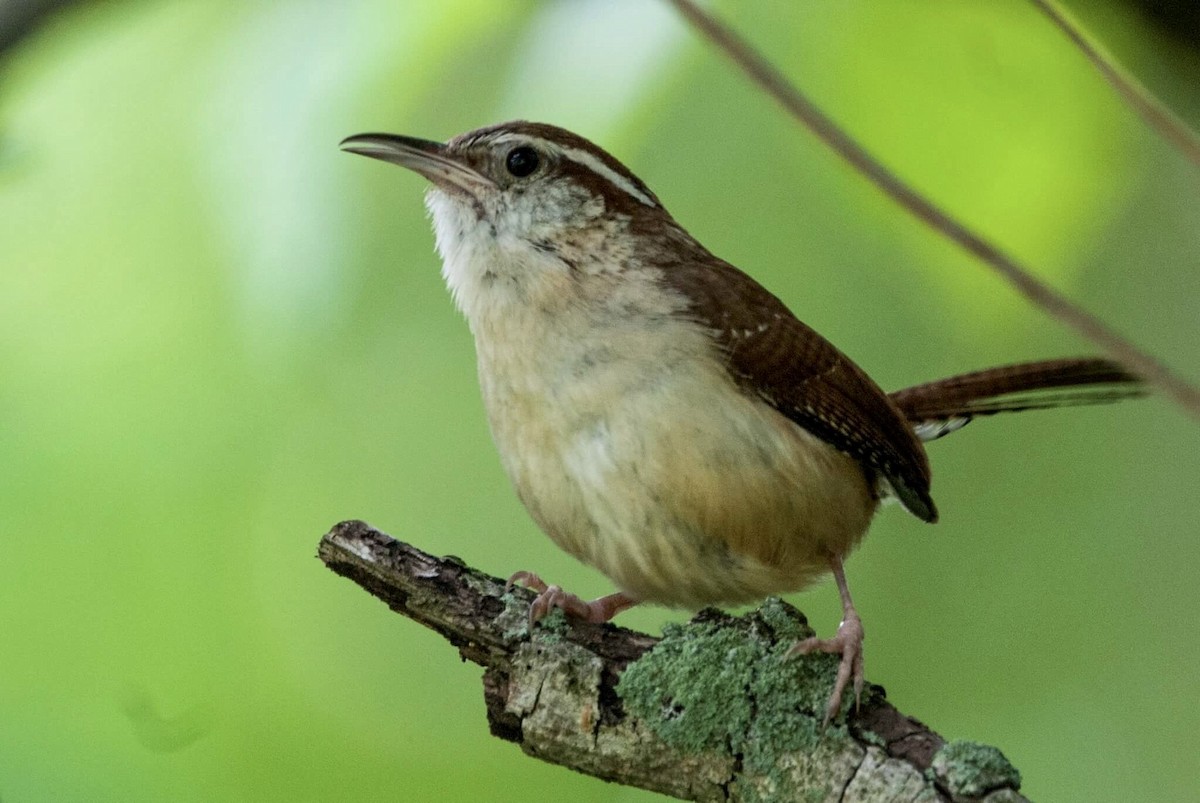 Carolina Wren - Andrew Simon