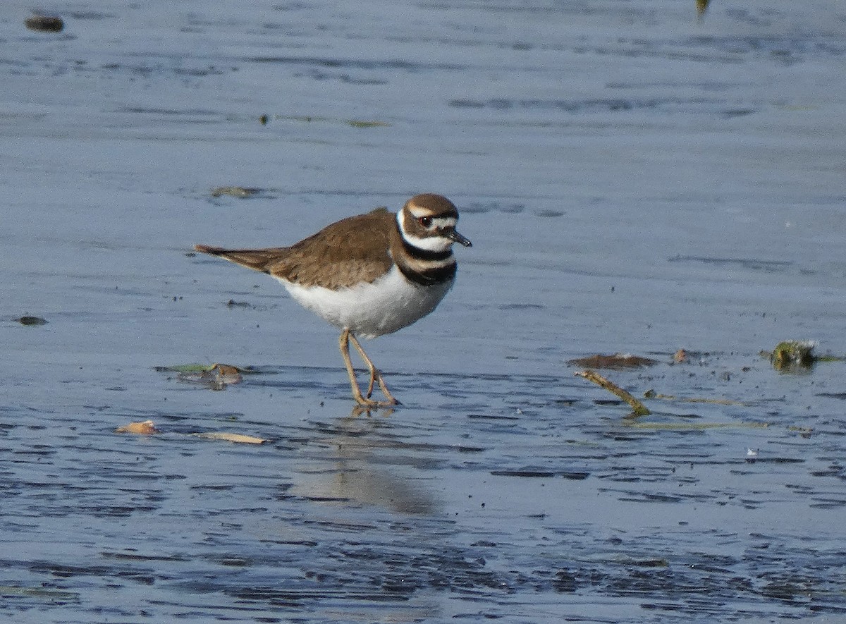 Killdeer - ML627109085