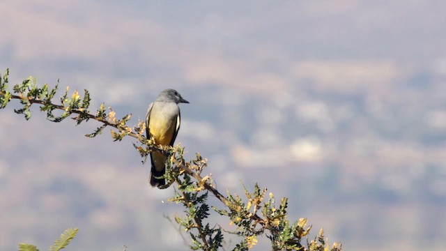 Cassin's Kingbird - ML627109167