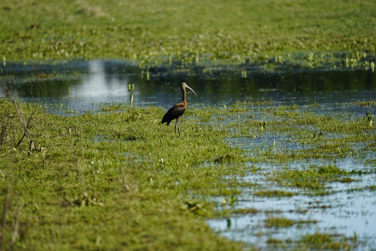Ibis à face blanche - ML627109203