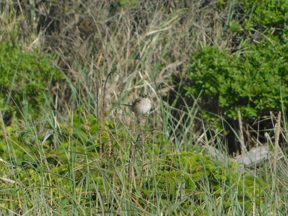 White-crowned Sparrow (Yellow-billed) - ML627109215