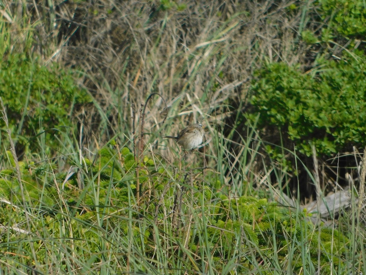 White-crowned Sparrow (Yellow-billed) - ML627109216