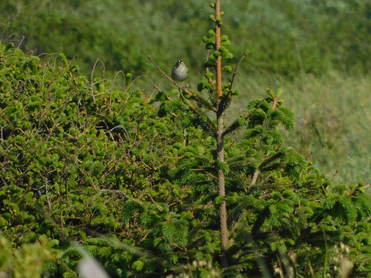 White-crowned Sparrow (Yellow-billed) - ML627109217