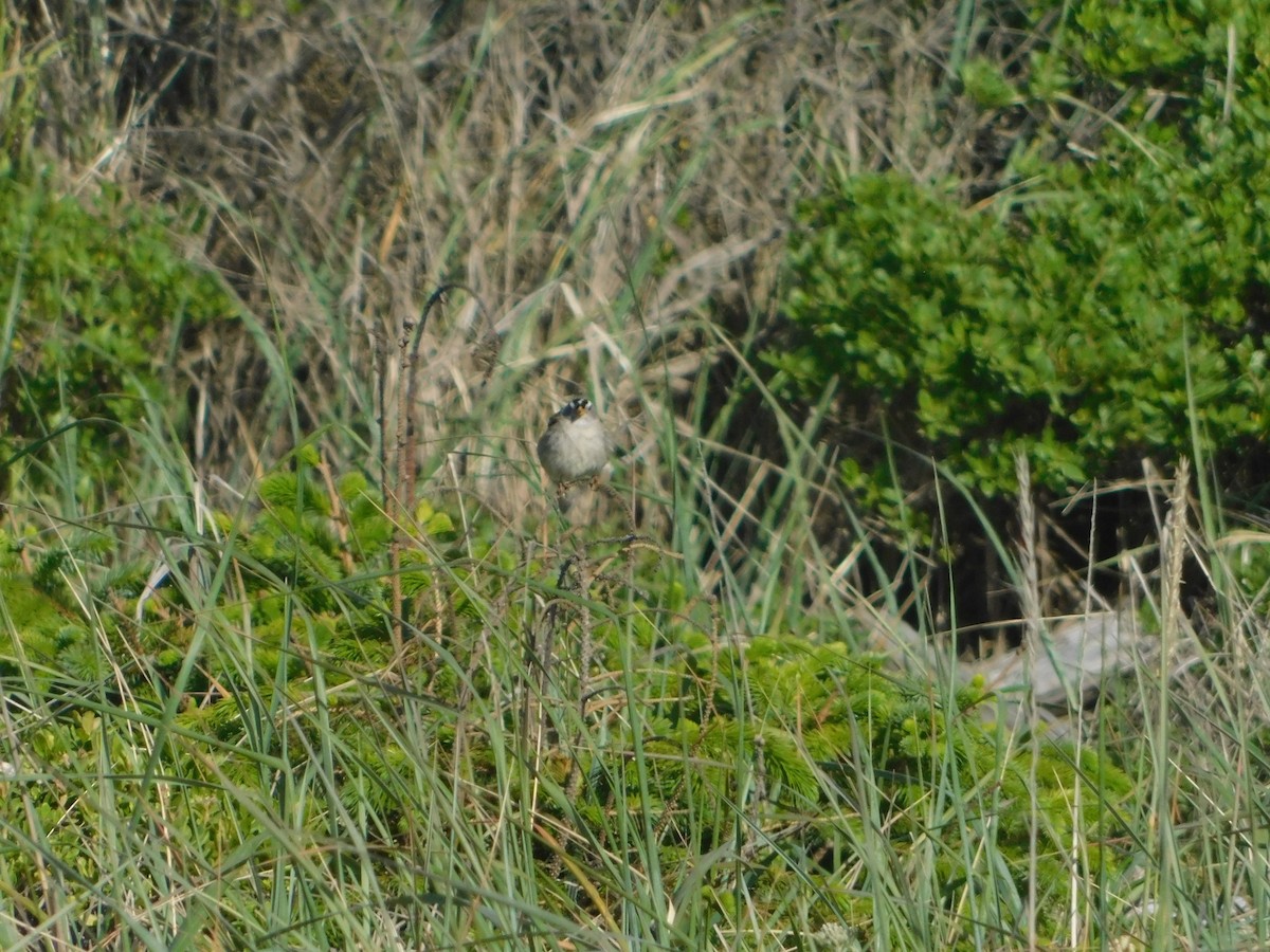 White-crowned Sparrow (Yellow-billed) - ML627109218