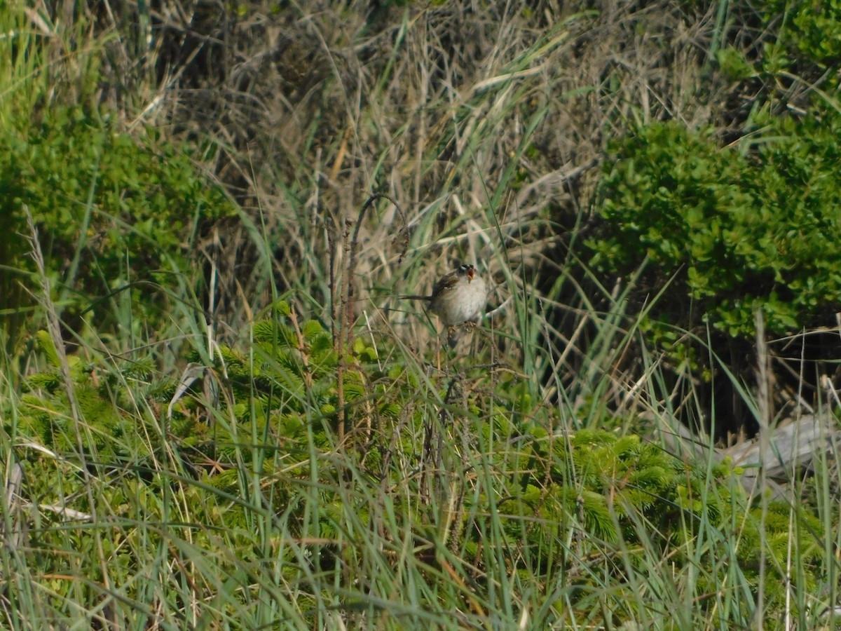 White-crowned Sparrow (Yellow-billed) - ML627109219