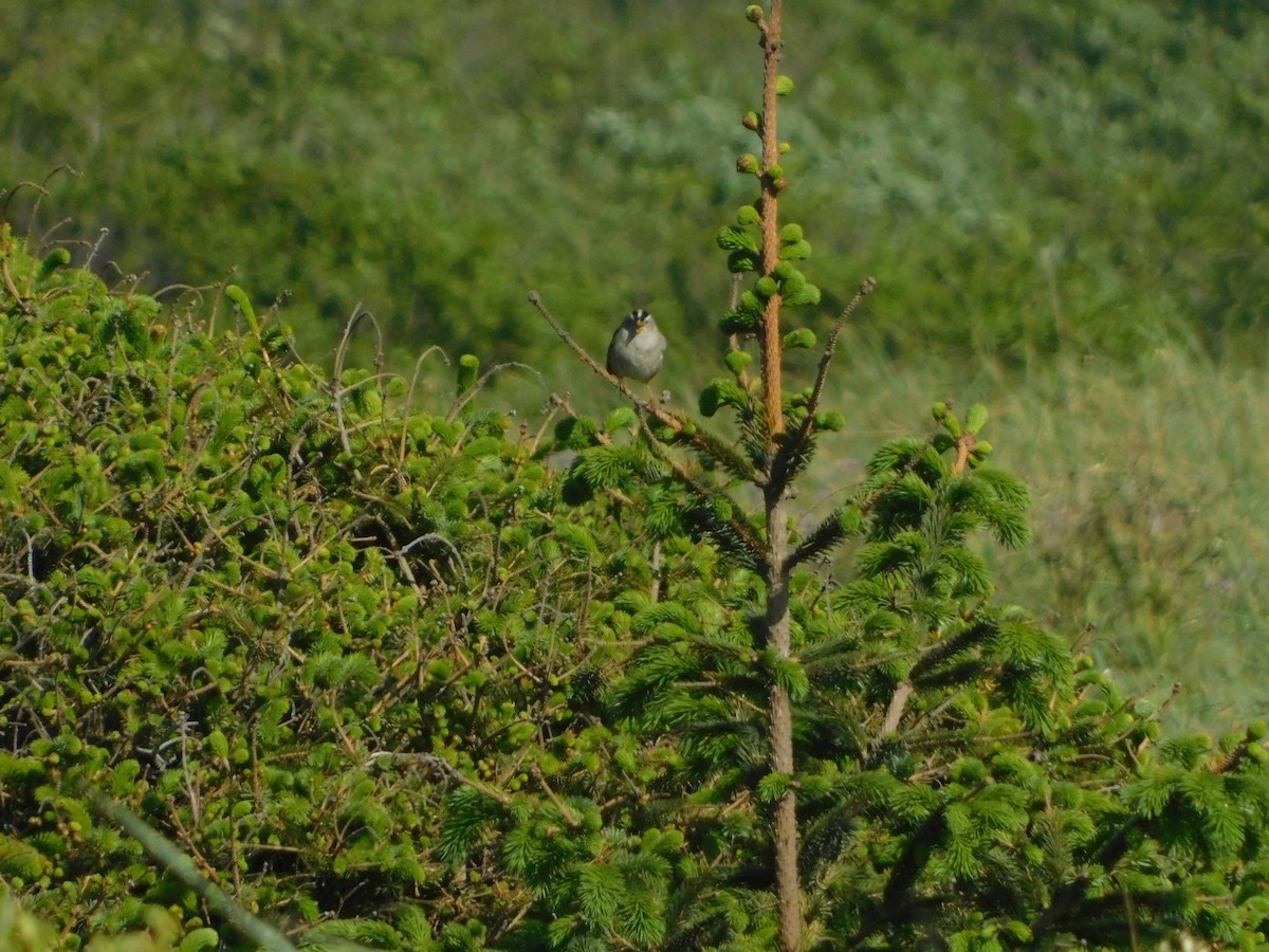 White-crowned Sparrow (Yellow-billed) - ML627109220