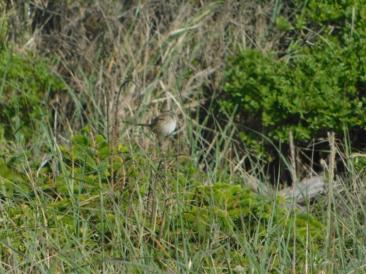 White-crowned Sparrow (Yellow-billed) - ML627109221