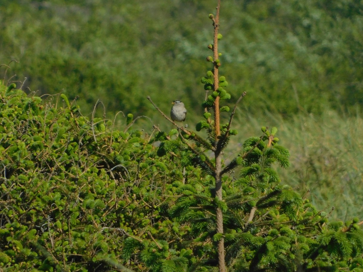 White-crowned Sparrow (Yellow-billed) - ML627109222