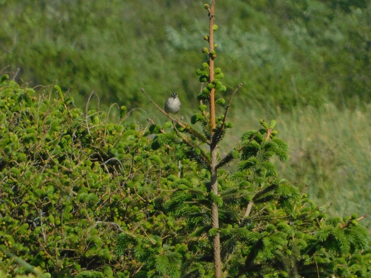 White-crowned Sparrow (Yellow-billed) - ML627109223