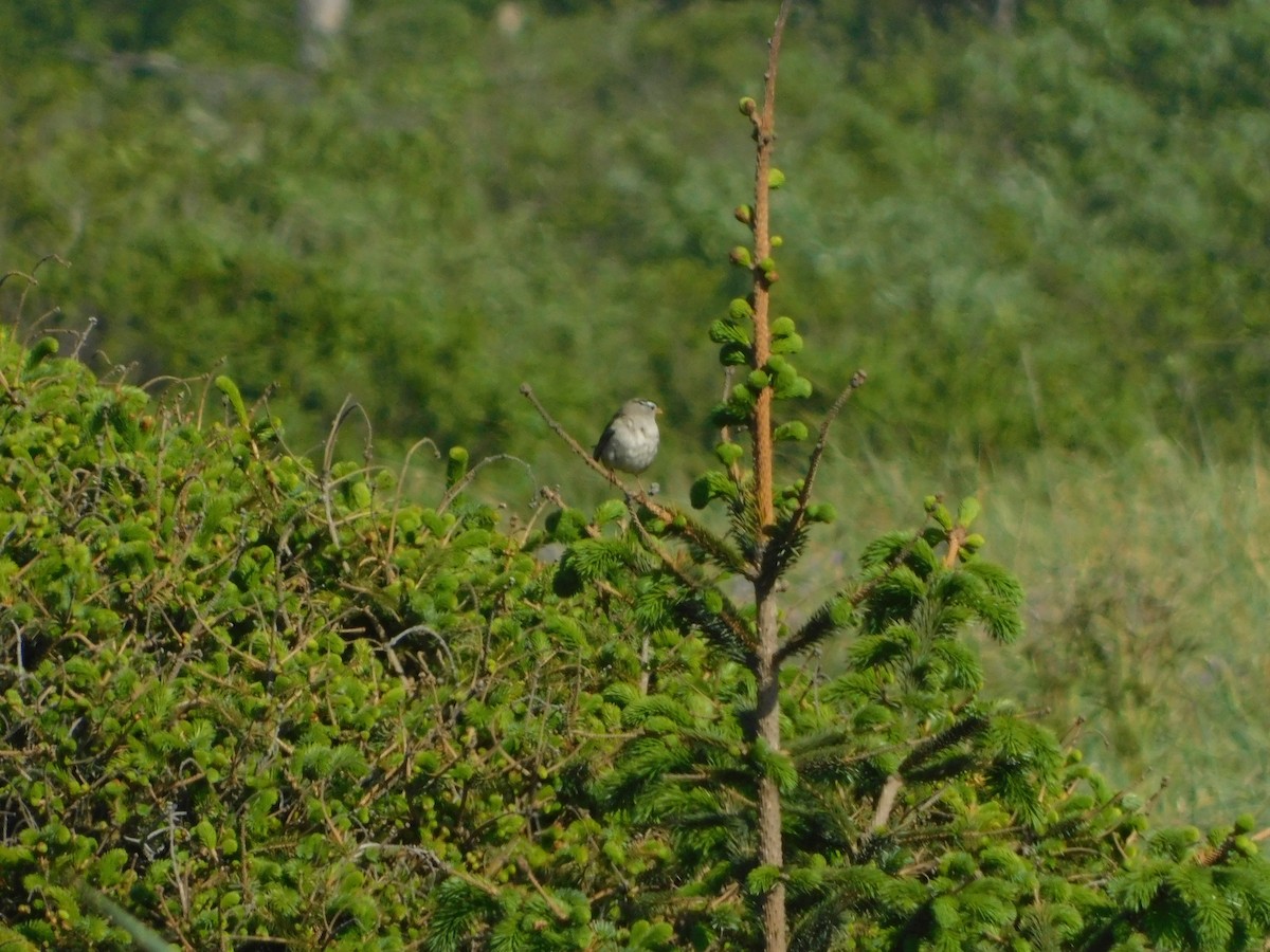White-crowned Sparrow (Yellow-billed) - ML627109224