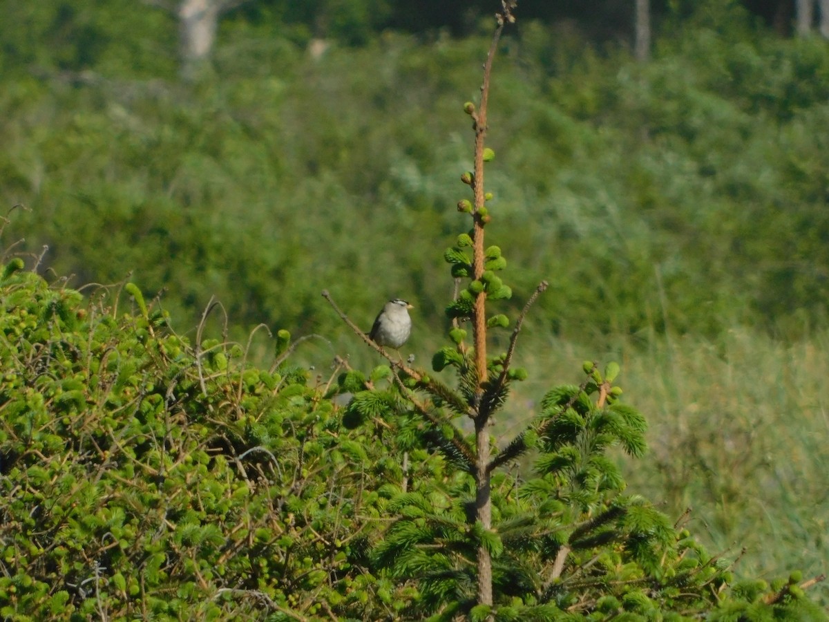 White-crowned Sparrow (Yellow-billed) - ML627109225
