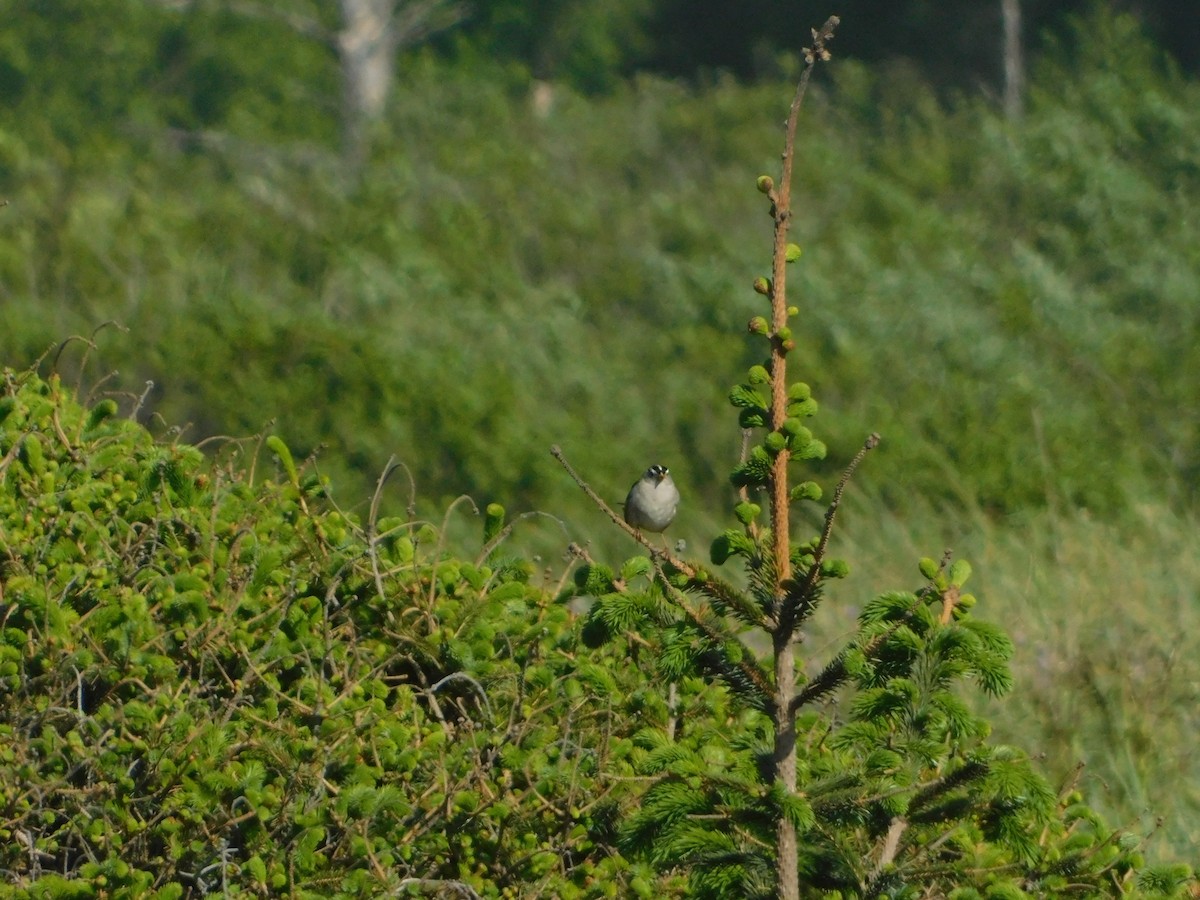 White-crowned Sparrow (Yellow-billed) - ML627109226