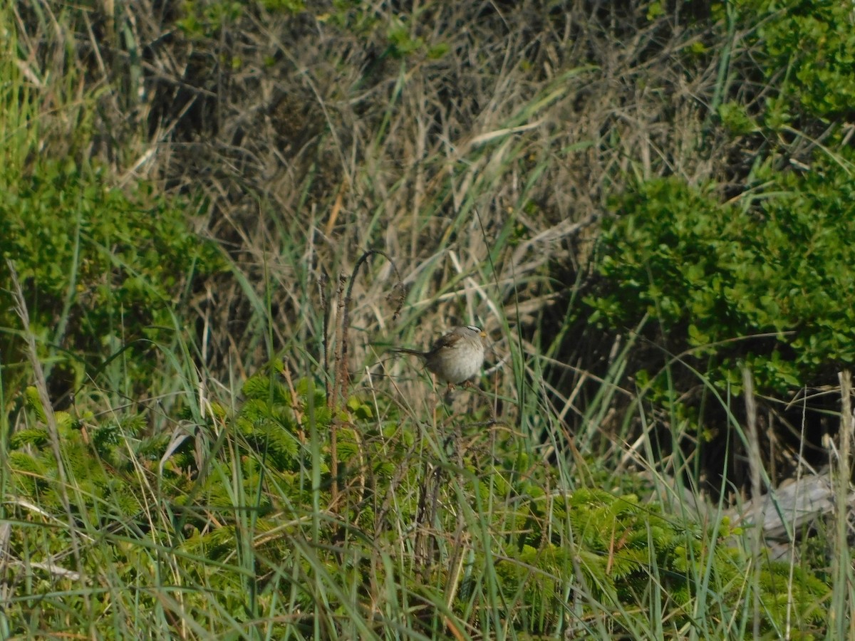 White-crowned Sparrow (Yellow-billed) - ML627109227