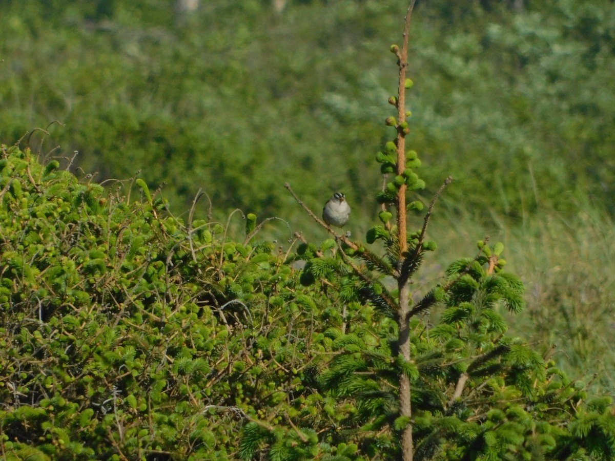 White-crowned Sparrow (Yellow-billed) - ML627109228