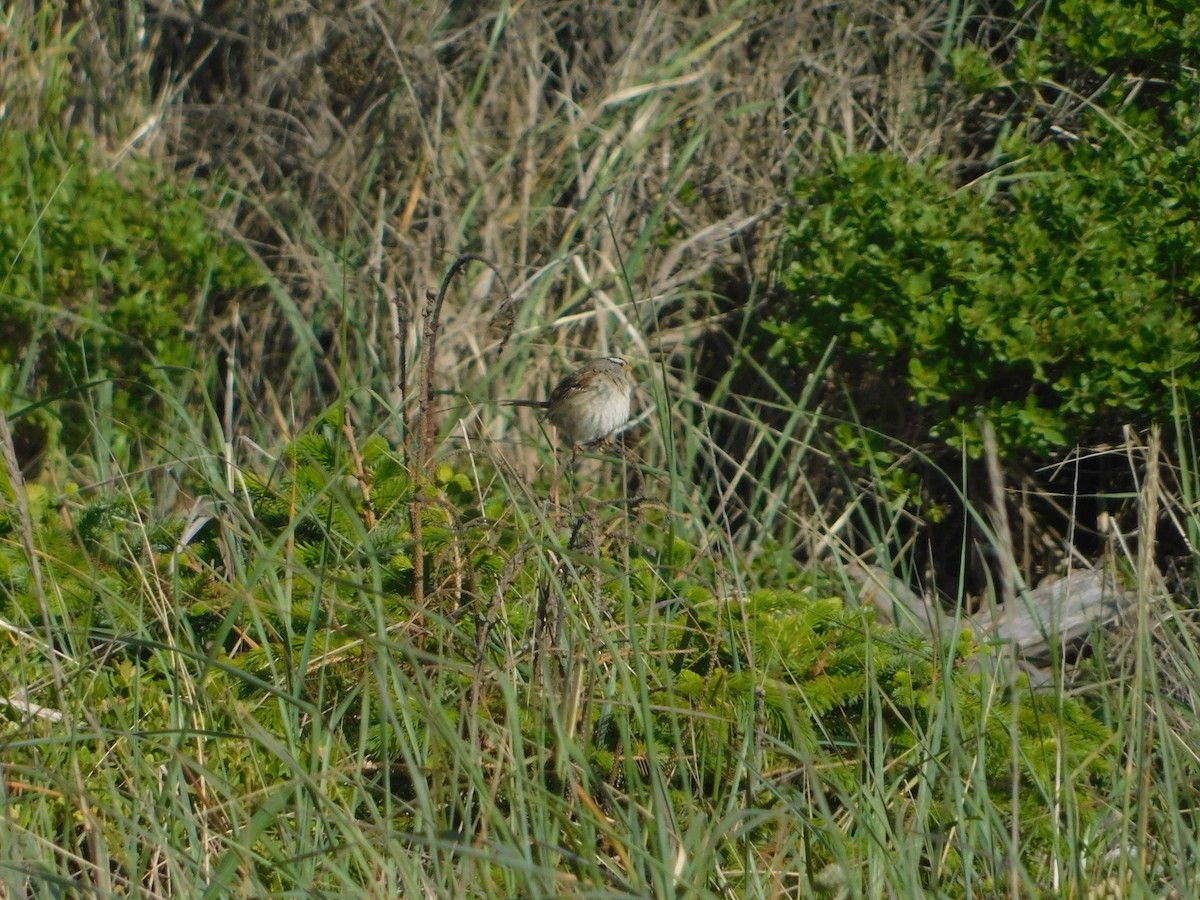 White-crowned Sparrow (Yellow-billed) - ML627109229