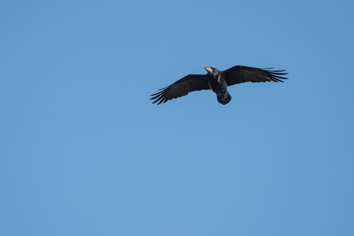 Rook - ML627109289