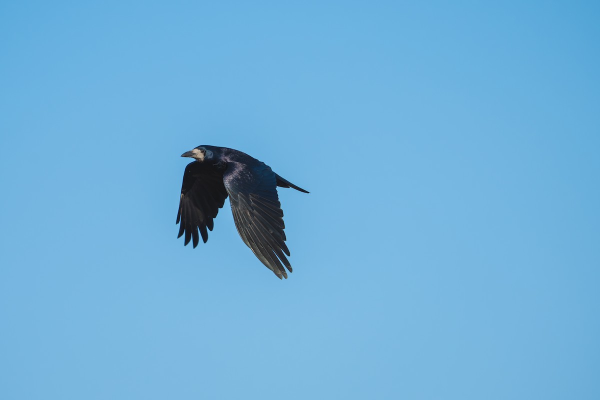 Rook - ML627109290