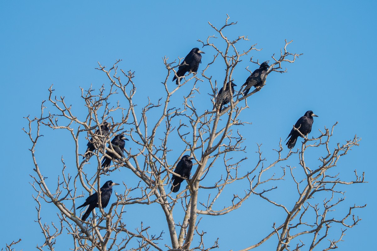 Rook - ML627109291