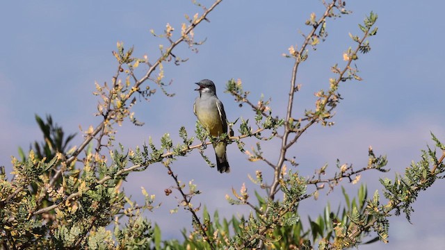 Cassin's Kingbird - ML627109352
