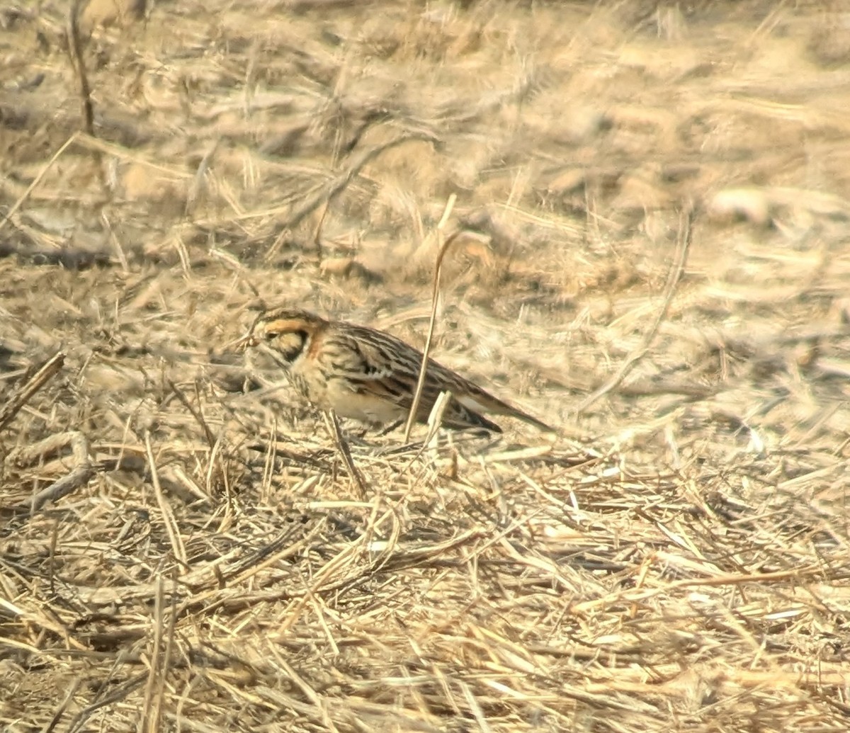 Lapland Longspur - ML627109469