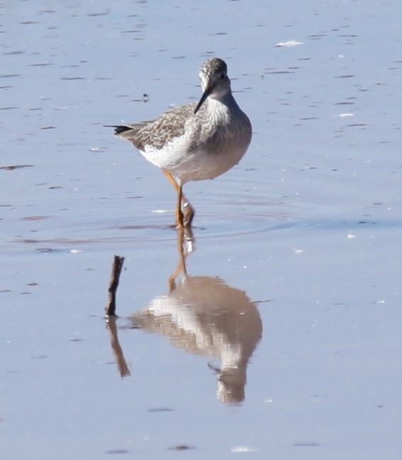 Greater Yellowlegs - ML627109899