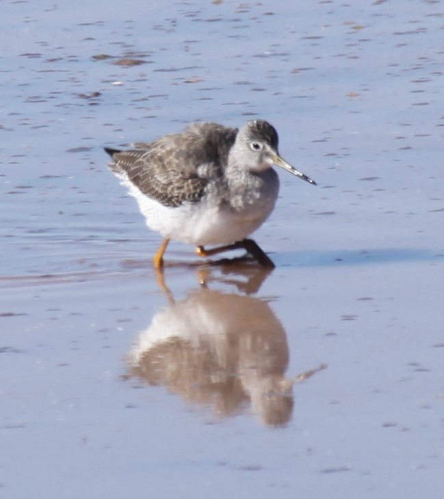 Greater Yellowlegs - ML627109903