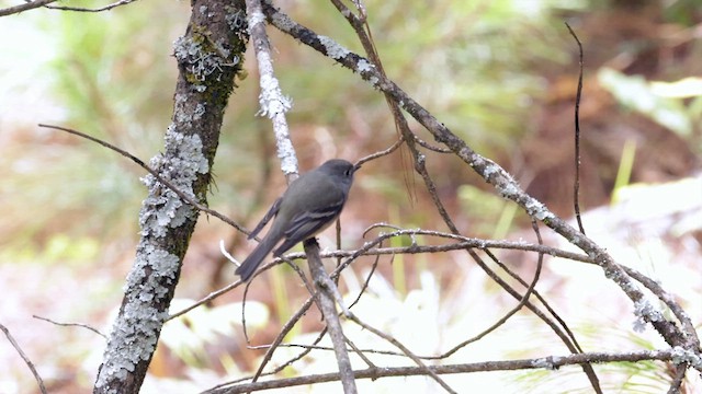 Hammond's Flycatcher - ML627110011