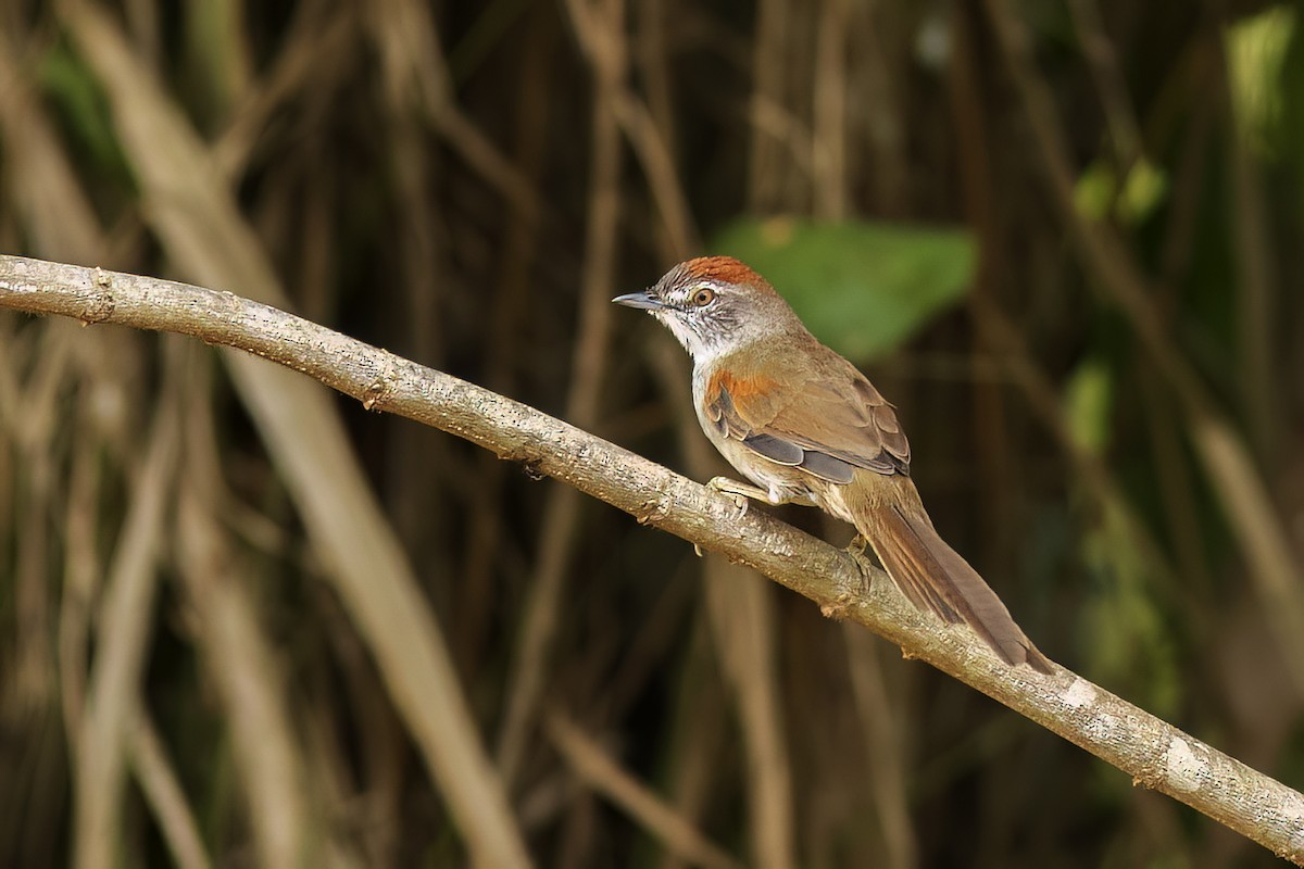 Pale-breasted Spinetail - ML627110102