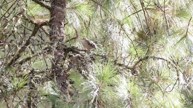 Gray-barred Wren - ML627110254