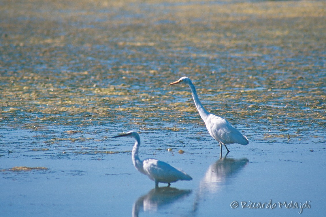 Yellow-billed Egret - ML627110331