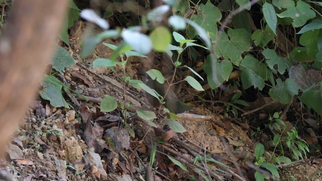 Collared Towhee - ML627110416