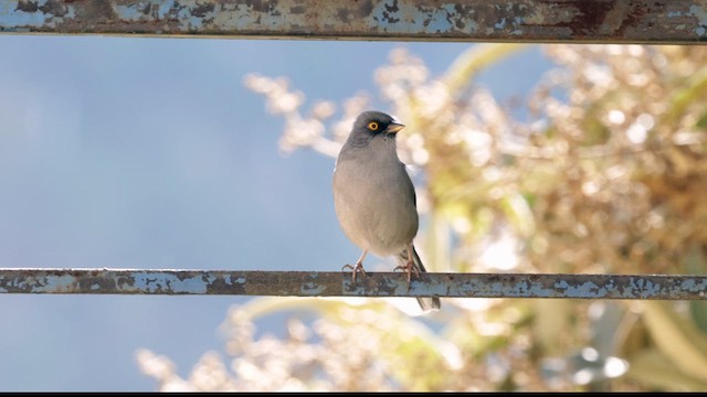 Yellow-eyed Junco - ML627110503