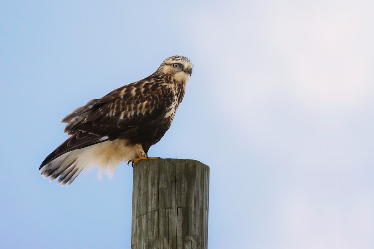 Rough-legged Hawk - ML627110613