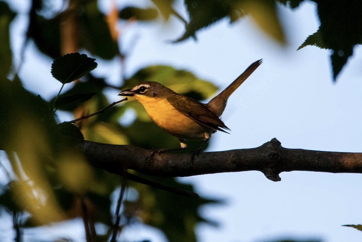 Yellow-breasted Chat - ML62711071