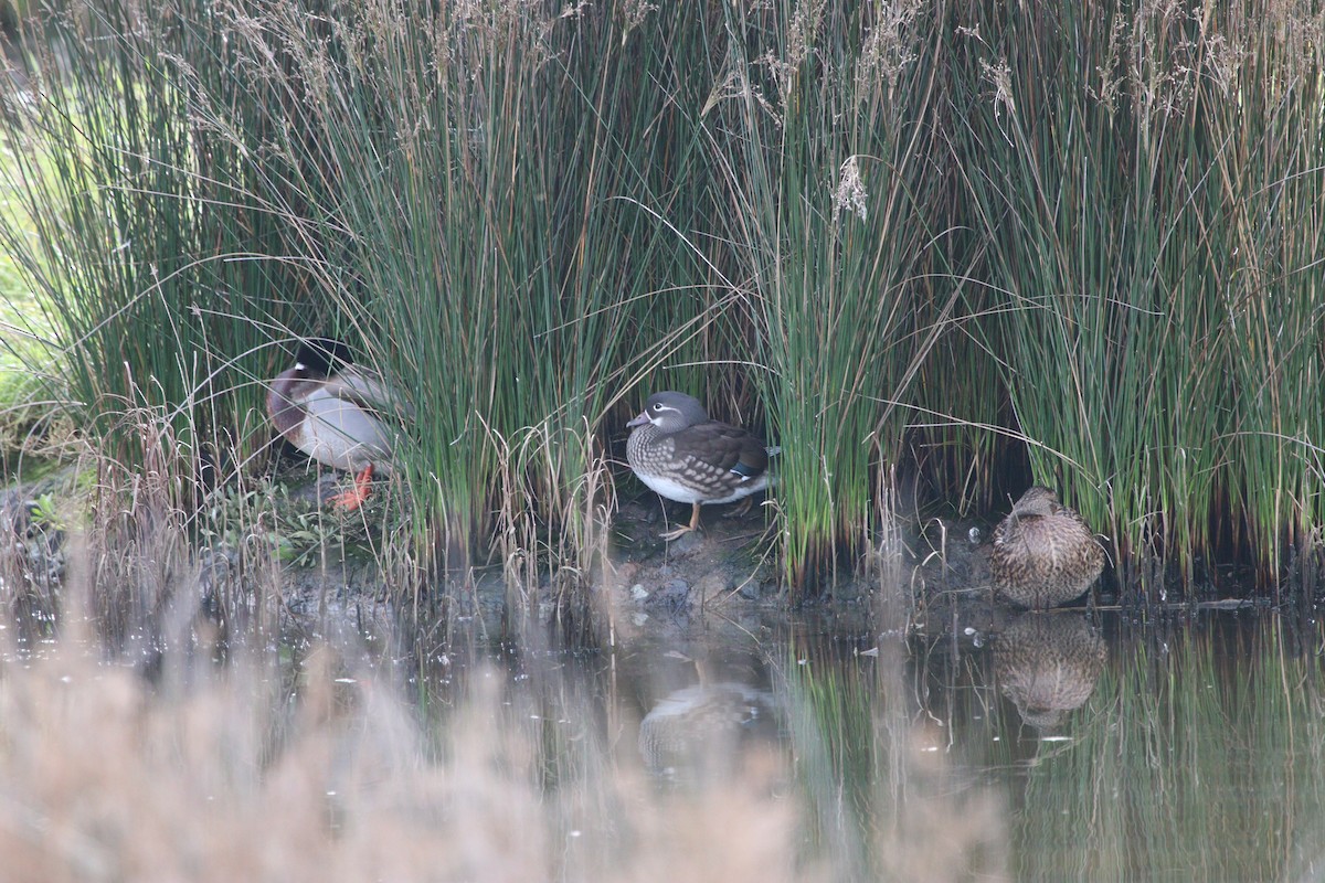 Mandarin Duck - ML627110719