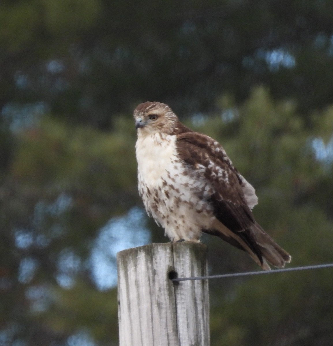Red-tailed Hawk - ML627110728