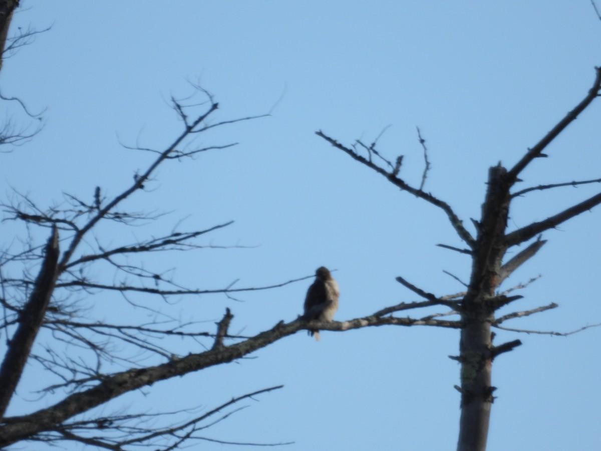 Red-tailed Hawk - ML627110729