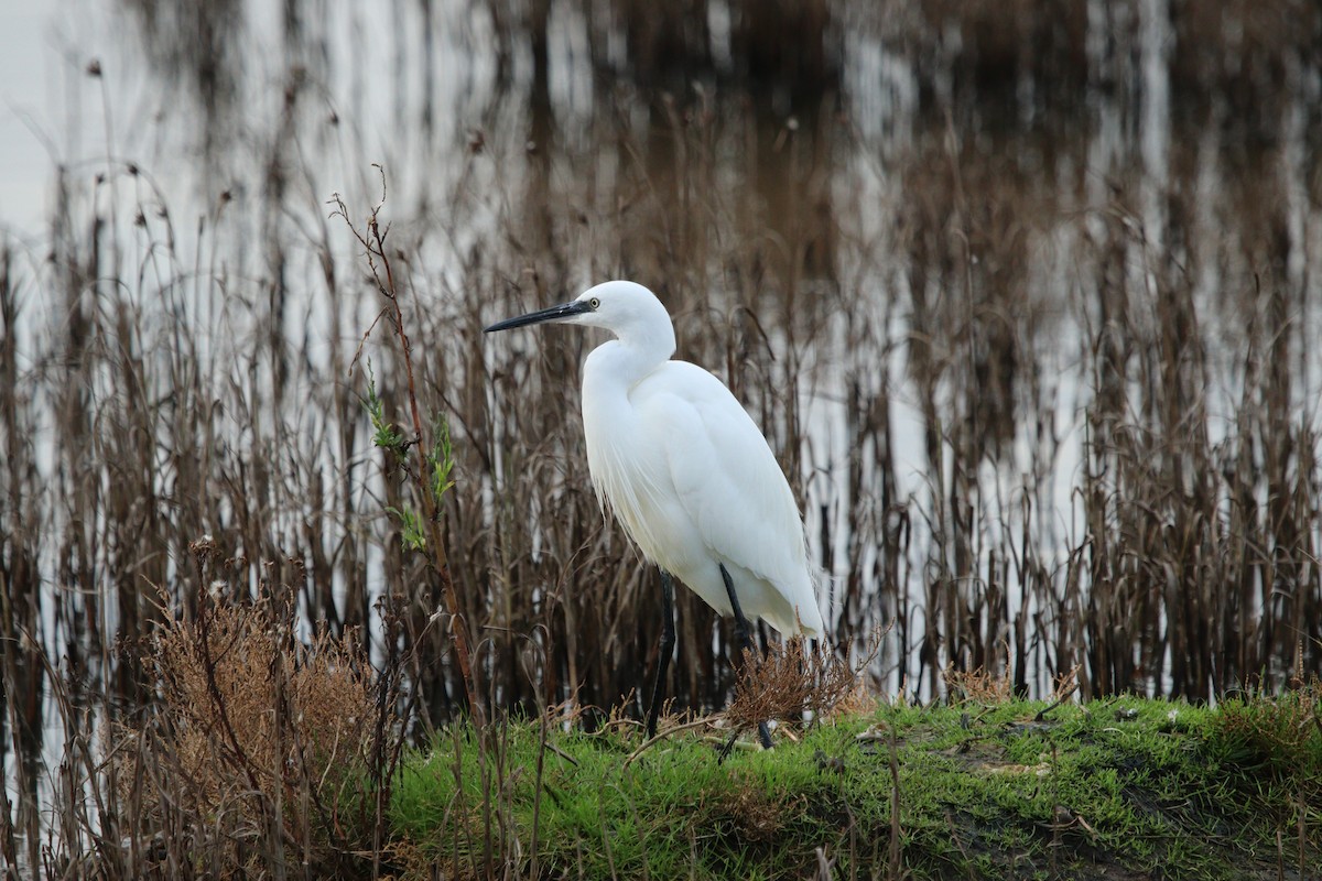 Little Egret - ML627110734