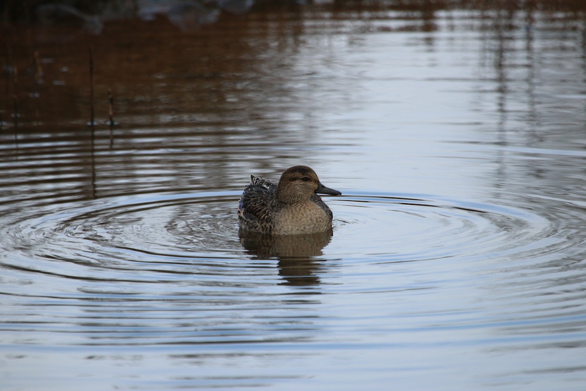 Green-winged Teal - ML627110813