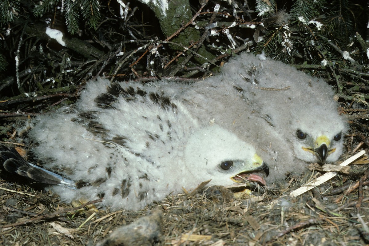 Common Buzzard (Western) - ML627111106