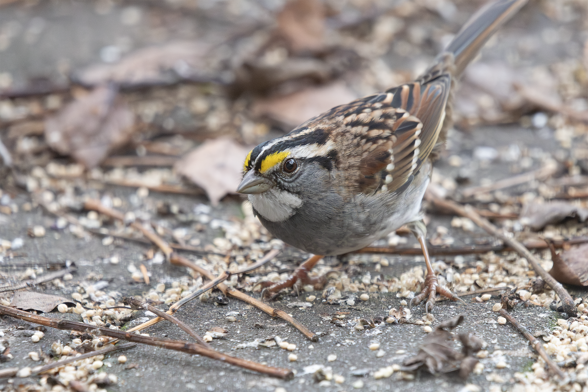 White-throated Sparrow - ML627111331