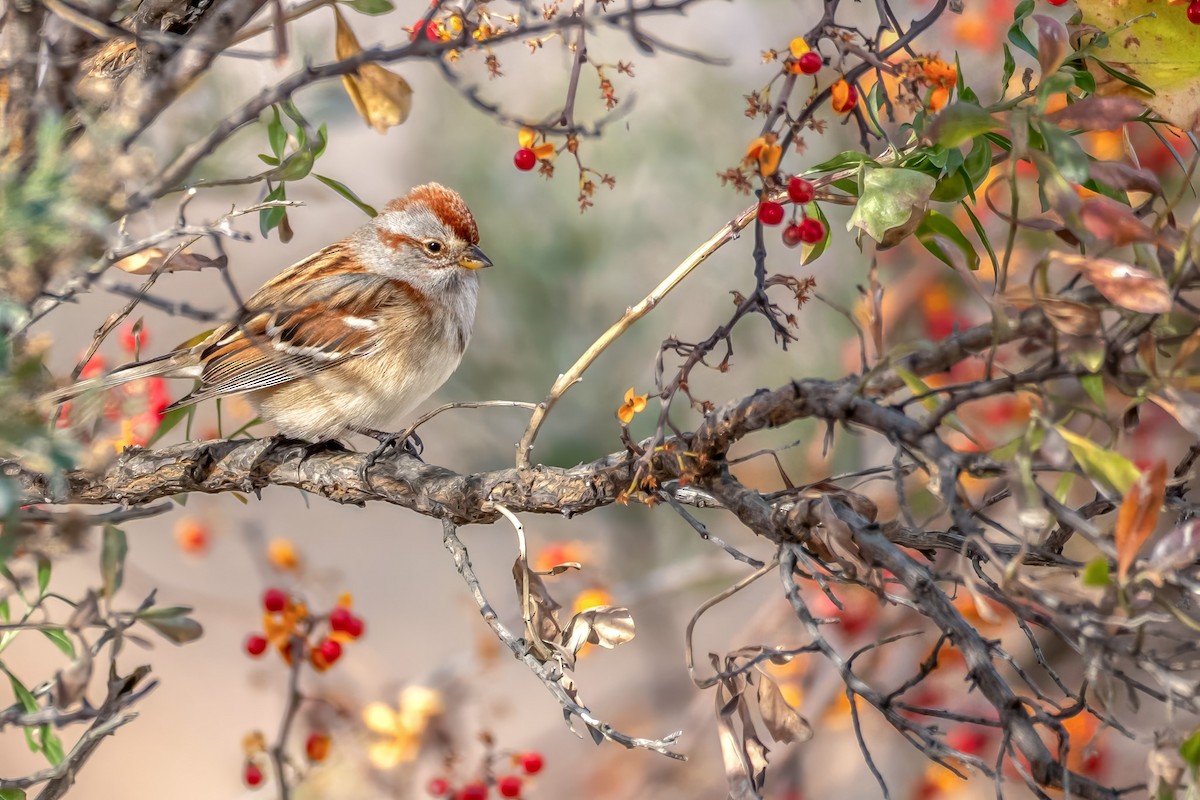 American Tree Sparrow - ML627111372