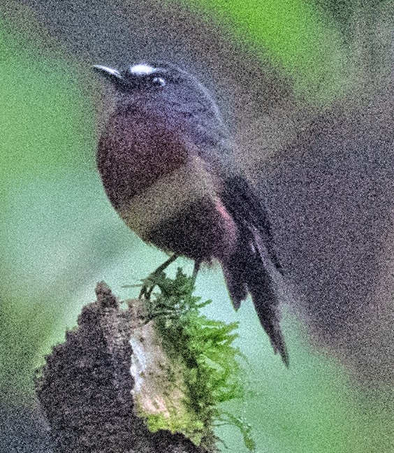 Chestnut-bellied Chat-Tyrant - ML627111381