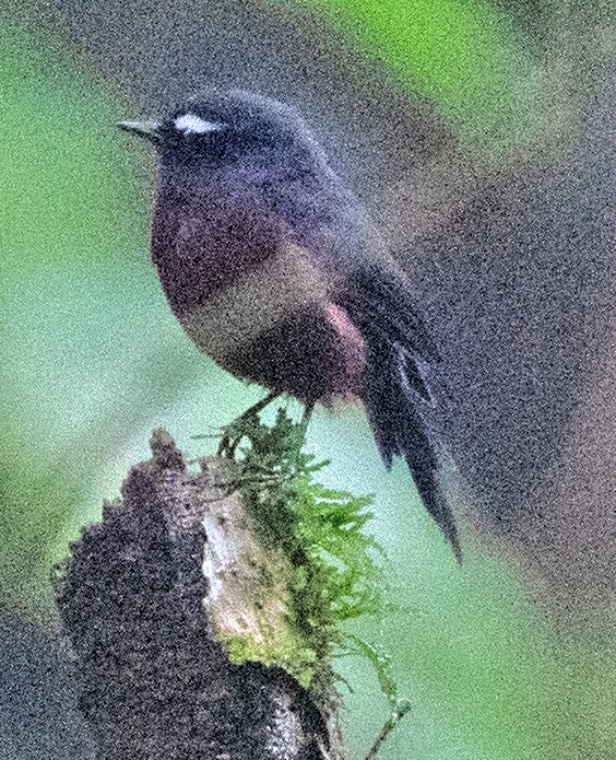 Chestnut-bellied Chat-Tyrant - Kenneth Butler