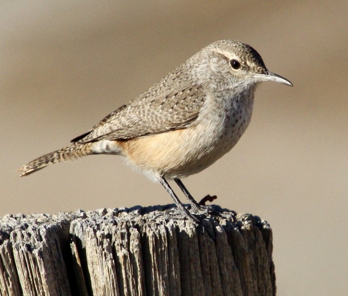 Rock Wren - ML627111606
