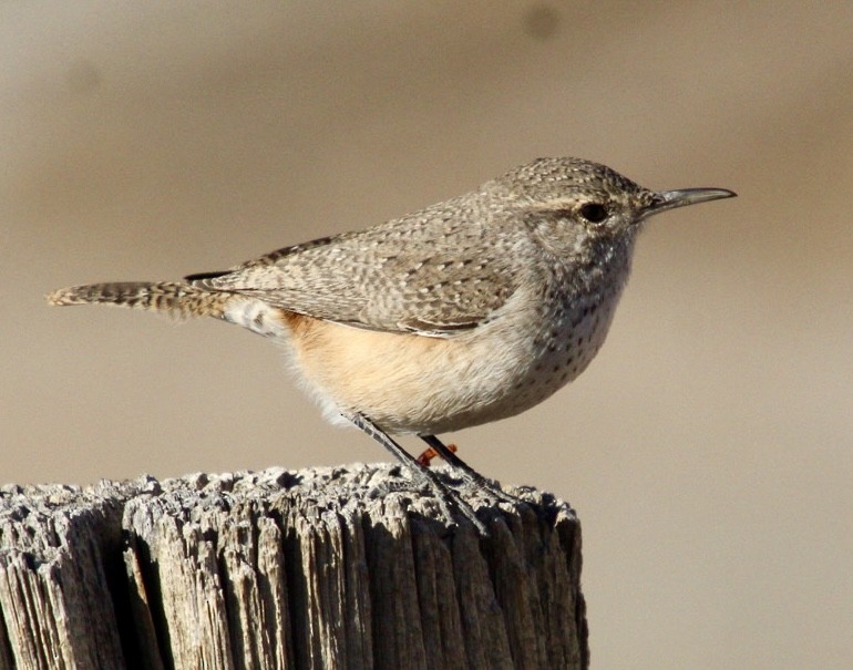 Rock Wren - ML627111607