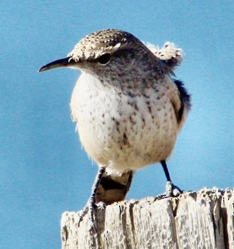 Rock Wren - ML627111608